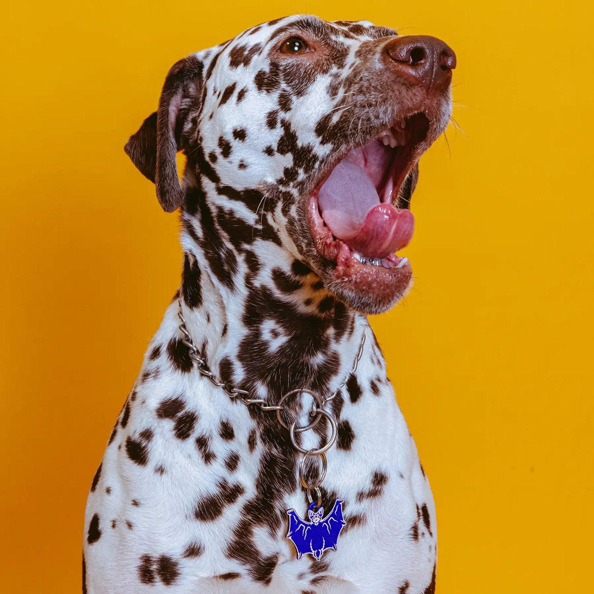 PET TAG