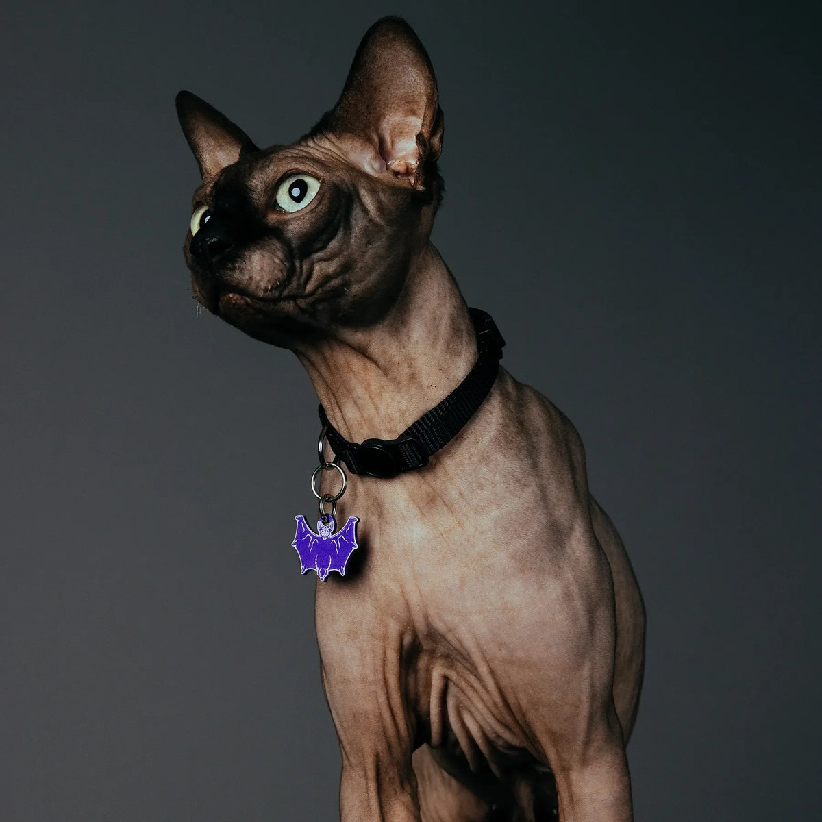 PET TAG