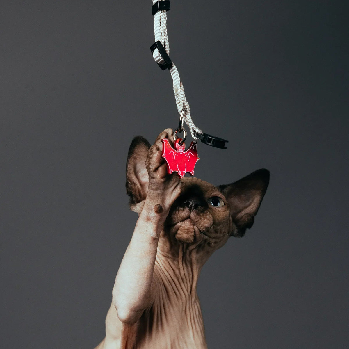 PET TAG